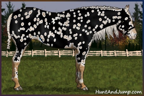 Horse Color:Silver Smoky Black Appaloosa Rabicano 