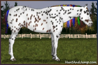 Horse Color:Gray Painted Buckskin Tobiano Appaloosa