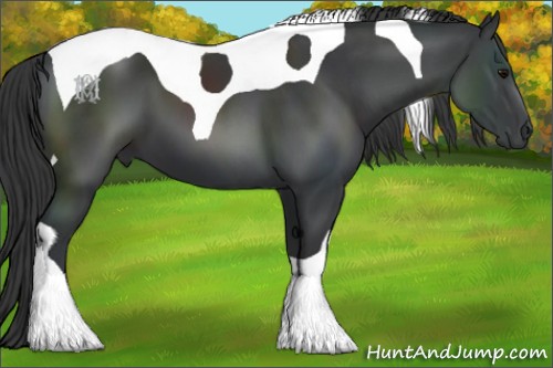 Horse Color:Black Tobiano 