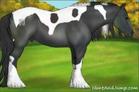 Horse Color:Black Tobiano 
