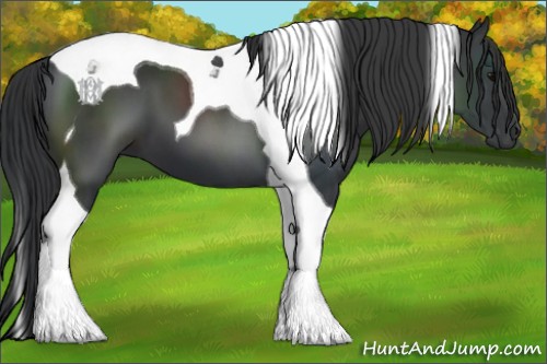 Horse Color:Black Tobiano 