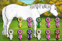 Horse Color:Gray Bay Sabino
