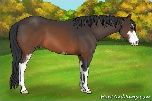 Horse Color:Brown Sabino 