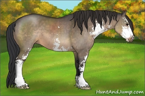 Horse Color:Brown Dun Sabino 