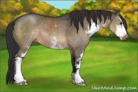 Horse Color:Brown Dun Sabino