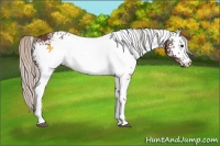 Horse Color:White Spotted Silver Bay Rabicano 