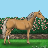 Horse Color:Palomino 