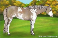Horse Color:Silver Grullo Sabino 
