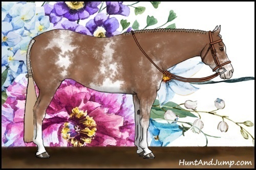 Horse Color:White Spotted Chestnut Sabino