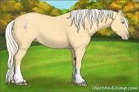 Horse Color:White Spotted Gold Cream Champagne 