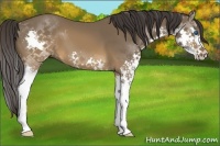 Horse Color:Buckskin Splash 