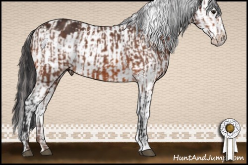 Horse Color:Bay and Brown Snowflake Varnish