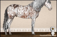 Horse Color:Bay  and Brown Snowflake Varnish 