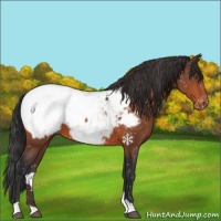 Horse Color:Bay Appaloosa 