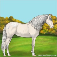 Horse Color:Cremello Appaloosa 