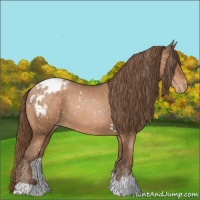 Horse Color:Brown Pearl Appaloosa 