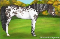 Horse Color:Brown Splash Frame 