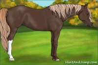 Horse Color:Liver Chestnut 