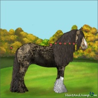 Horse Color:Buckskin Ice Dun 