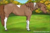 Horse Color:Red Roan Tobiano 