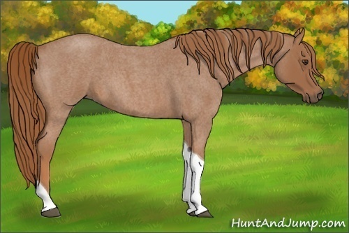 Horse Color:Red Roan Tobiano 