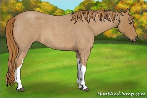 Horse Color:Red Roan Tobiano 