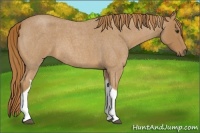 Horse Color:Red Roan Tobiano 