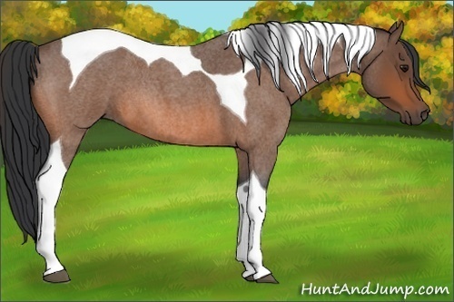Horse Color:Bay Roan Tobiano