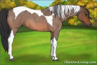 Horse Color:Bay Roan Tobiano 