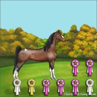 Horse Color:Brown Appaloosa 