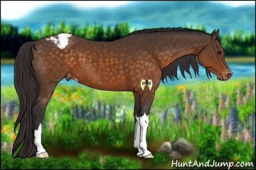 Horse Color:Buckskin Snowcap 