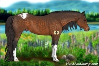 Horse Color:Buckskin Snowcap 