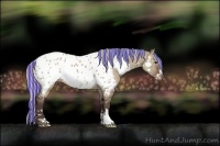 Horse Color:Painted Silver Brown Dun Sabino Appaloosa Rabicano 