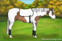 Horse Color:Buckskin Splash Tobiano Frame