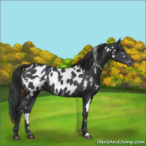 Horse Color:White Spotted Black Appaloosa 