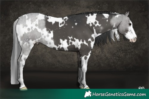 Horse Color:White Spotted Black 
