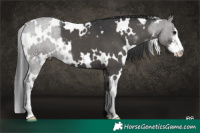 Horse Color:White Spotted Black 