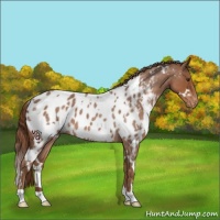 Horse Color:White Spotted Red Roan Appaloosa 