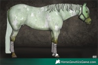 Horse Color:White Spotted Silver Brown Roan Dun Brindle 