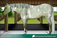 Horse Color:White Spotted Silver Brown Roan Dun Brindle 