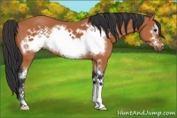 Horse Color:Bay Sabino Frame 
