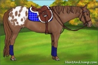 Horse Color:Chestnut Appaloosa