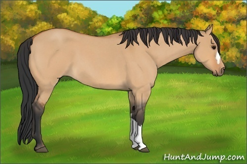 Horse Color:Unknown 