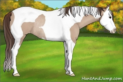 Horse Color:Classic Champagne Splash Tobiano Appaloosa Rabicano 