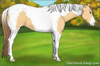 Horse Color:Amber Cream Champagne Sabino Tobiano Varnish 