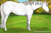 Horse Color:Silver Grullo Sabino Appaloosa