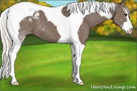 Horse Color:Silver Black Sabino Splash Tobiano Snowcap 