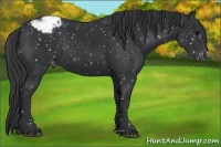 Horse Color:Black Appaloosa 