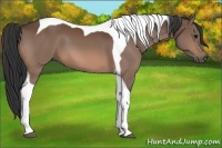 Horse Color:Bay Tobiano 