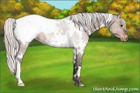 Horse Color:White Spotted Silver Brown Snowcap 